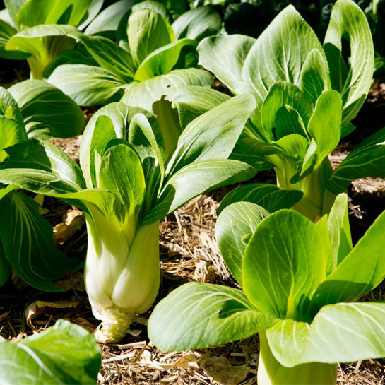 ShangHai Bok Choy