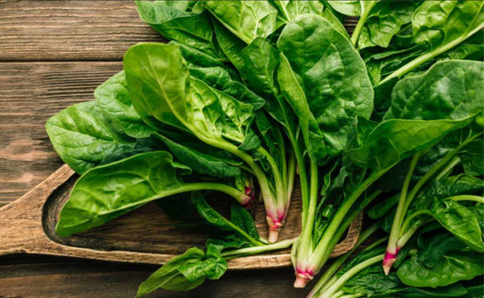 GROWING SPINACH 