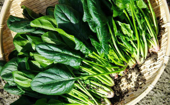 Spinach is typically categorized into three main types: savoy, semi-savoy, and flat-leafed.