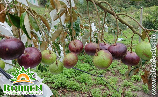 Star apple in the farm