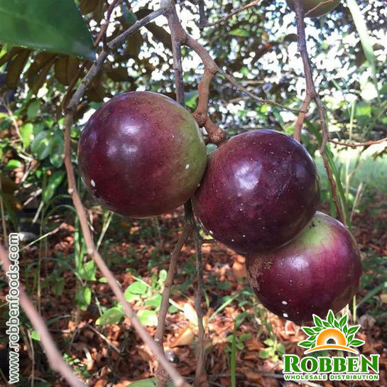 Exquisite and Diverse StarApple From Việt Nam