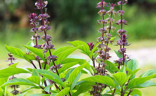 Thai Basil contains many vitamins and minerals, including vitamins A, C, and E, fiber, and antioxidants.