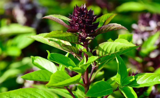 Planting Thai Basil: A Guide for Successful Cultivation at the Farm