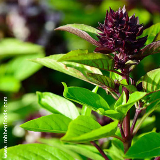 Planting Thai Basil: A Guide for Successful Cultivation at the Farm