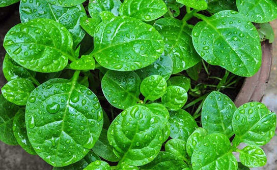 Vietnamese Spinach (Rau Mồng Tơi)