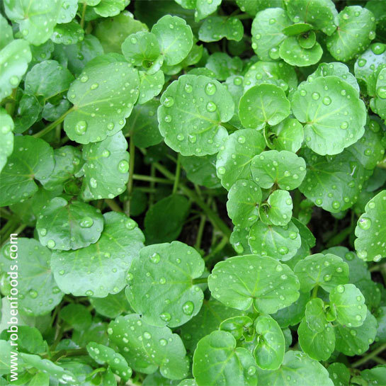 Watercress