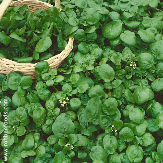 Watercress